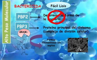 AltoPesoMolecular
PBP2
PBP3
Determina la forma de
la Bacteria
Fácil Lisis
Proteína principal del divisoma
(complejo de división celular)GRAM-
Formas
filamentosas sin
septos
BACTERICIDA
 