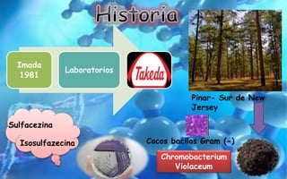 Imada
1981
Laboratorios
Pinar- Sur de New
Jersey
Chromobacterium
Violaceum
Cocos bacilos Gram (-)
Sulfacezina
Isosulfazecina
 