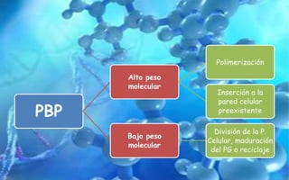 PBP
Alto peso
molecular
Polimerización
Inserción a la
pared celular
preexistente
Bajo peso
molecular
División de la P.
Celular, maduración
del PG o reciclaje
 