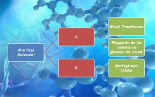 Alto Peso
Molecular
A
Gliosil Transferasa
Elongación de las
cadenas de
glicanos sin cruzar
B
Morfogénesis
Celular
 