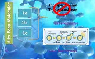 AltoPesoMolecular
1a
1b
1c
Transpeptidasas
Transglicosilasas
Esferoplastos
Lisis Bacteriana
 