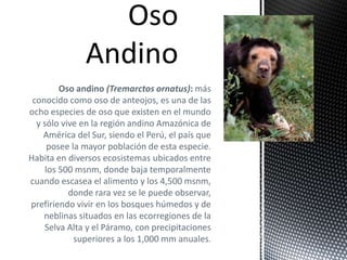 Oso andino (Tremarctos ornatus): más
conocido como oso de anteojos, es una de las
ocho especies de oso que existen en el mundo
y sólo vive en la región andino Amazónica de
América del Sur, siendo el Perú, el país que
posee la mayor población de esta especie.
Habita en diversos ecosistemas ubicados entre
los 500 msnm, donde baja temporalmente
cuando escasea el alimento y los 4,500 msnm,
donde rara vez se le puede observar,
prefiriendo vivir en los bosques húmedos y de
neblinas situados en las ecorregiones de la
Selva Alta y el Páramo, con precipitaciones
superiores a los 1,000 mm anuales.
 
