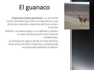 El guanaco (Lama guanicoe).- es uno de los
cuatro camélidos que viven en Sudamérica y uno
de los dos silvestres originarios del Perú, junto a
la vicuña.
Debido a sus patas largas y a su agilidad y rapidez,
es capaz de desplazarse entre terrenos
accidentados.
Su distribución abarca desde el norte del Perú,
hasta el Sur de Chile y Argentina, manteniendo
una pequeña población en Bolivia.
 