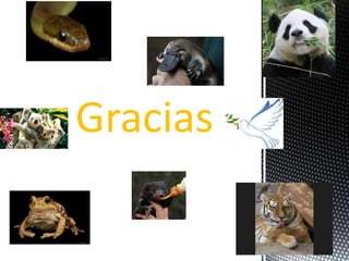 Gracias
 