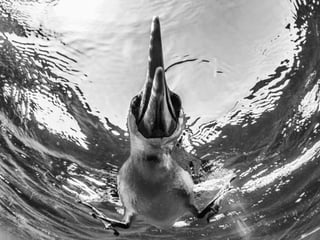 Monochrome Awards - Wildlife Winners and Honorable Mentions