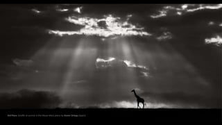 3rd Place: Giraffe at sunrise in the Masai Mara plains by Xavier Ortega (Spain)
 
