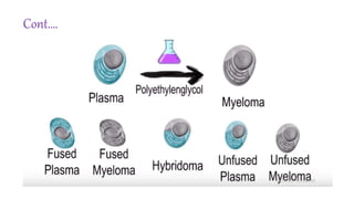 Monoclonal Antibody and Hybridoma technology | PPTX