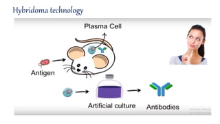 Monoclonal Antibody and Hybridoma technology | PPTX