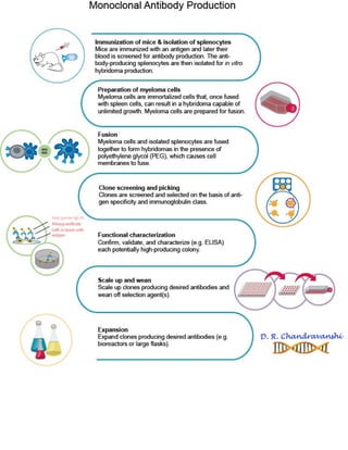 Monoclonal Antibody Process.pdf