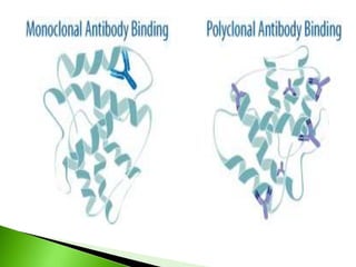Polyclonal Ife Example Monoclonal and polyclonal antibodies | PPTX