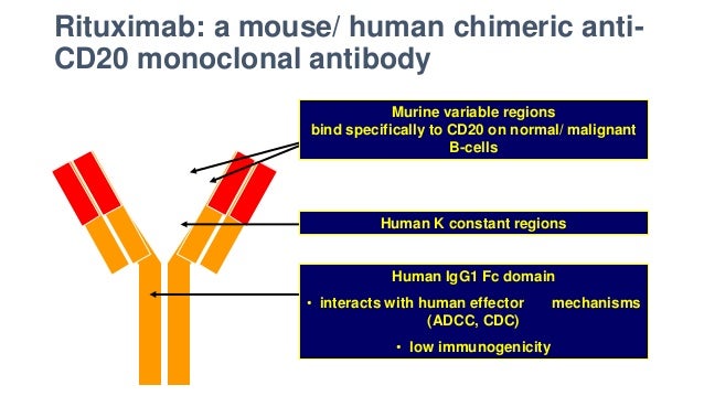 Rituximab Structure