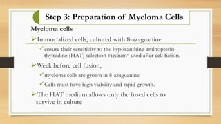 Step 3: Preparation of Myeloma Cells
Myeloma cells
Immortalized cells, cultured with 8-azaguanine
ensure their sensitivity to the hypoxanthine-aminopterin-
thymidine (HAT) selection medium* used after cell fusion.
Week before cell fusion,
myeloma cells are grown in 8-azaguanine.
Cells must have high viability and rapid growth.
The HAT medium allows only the fused cells to
survive in culture
 