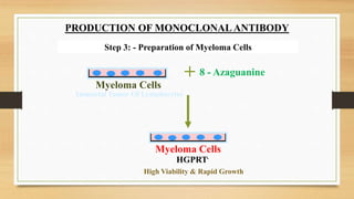 Step 3: - Preparation of Myeloma Cells
Immortal Tumor Of Lymphocytes
+ 8 - Azaguanine
Myeloma Cells
High Viability & Rapid Growth
HGPRT-
Myeloma Cells
PRODUCTION OF MONOCLONAL ANTIBODY
 