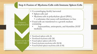 Step 4: Fusion of Myeloma Cells with Immune Spleen Cells
Fusion is
accomplished by:
• Co-centrifuging freshly harvested
• Spleen cells and
• Myeloma cells in polyethylene glycol (PEG),
• a substance that causes cell membranes to fuse
• Fused cells are transferred to a growth medium
containing
• hypoxanthine, aminopterin, and thymidine (HAT
medium).
Fusion can be of
various type:
• Nonfused spleen cells (S)
• Nonfused myeloma cells (M)
• Fused spleen-spleen cells (S-S)
• Fused myeloma-myeloma cells (M-M)
• Fused hybrid spleen-myeloma cells (S-M)
 