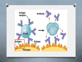 Monoclonal antibodies by Absha Basheer | PDF