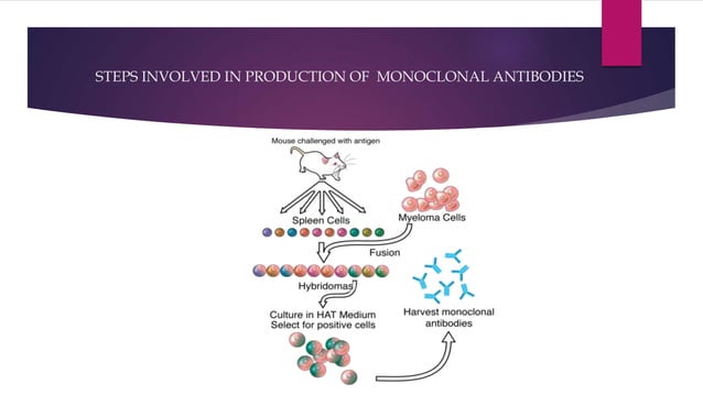 monoclonal-antibodies-ppt