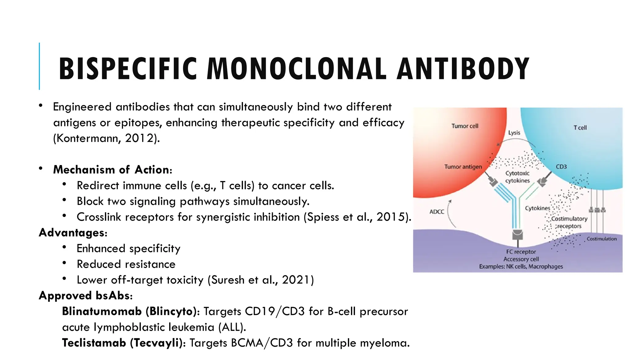 monoclonal antibodies , molecular mechanism of action .pptx