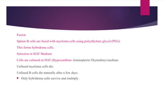 Fusion
Spleen B cells are fused with myeloma cells using polyethylene glycol (PEG).
This forms hybridoma cells.
Selection in HAT Medium
Cells are cultured in HAT (Hypoxanthine-Aminopterin-Thymidine) medium.
Unfused myeloma cells die.
Unfused B cells die naturally after a few days.
 Only hybridoma cells survive and multiply.
 