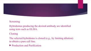 Screening
Hybridomas producing the desired antibody are identified
using tests such as ELISA.
Cloning
The selected hybridoma is cloned (e.g., by limiting dilution)
to obtain a pure cell line.
 Production and Purification
 