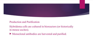 Production and Purification
Hybridoma cells are cultured in bioreactors (or historically
in mouse ascites).
 Monoclonal antibodies are harvested and purified.
 