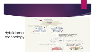 Hybridoma
technology
 