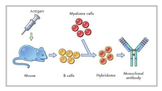 Monoclonal antibodies and their use in diagnostics | PPTX | Cancer ...