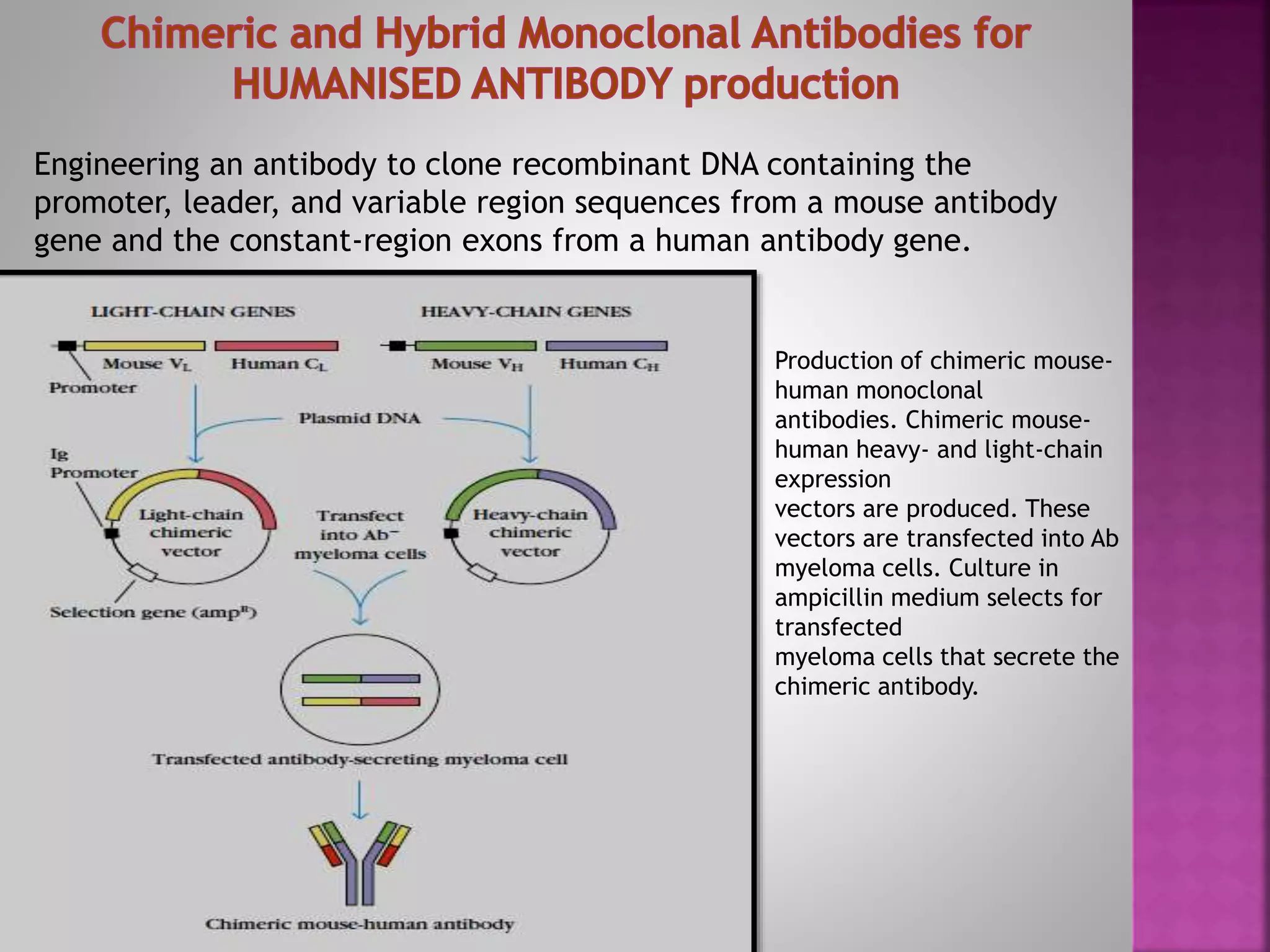 Monoclonal Antibodies & Antibody Engineering | PPTX