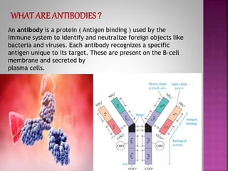 Monoclonal Antibodies & Antibody Engineering | PPTX