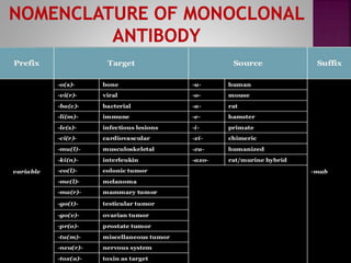 Monoclonal Antibodies & Antibody Engineering | PPTX