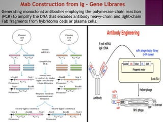 Monoclonal Antibodies & Antibody Engineering | PPTX