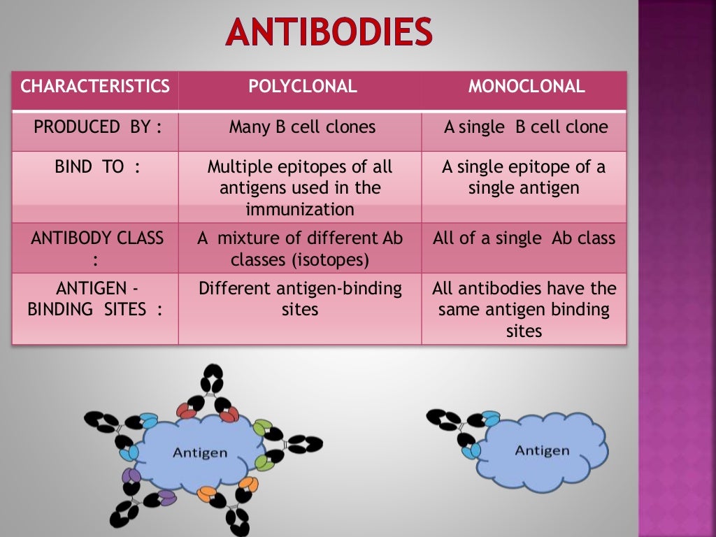 Monoclonal Antibodies & Antibody Engineering