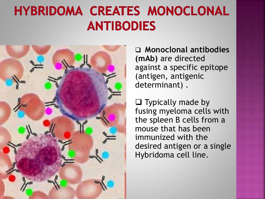 Monoclonal Antibodies & Antibody Engineering