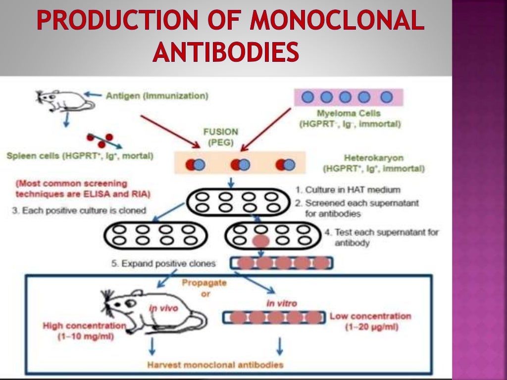 Monoclonal Antibodies & Antibody Engineering