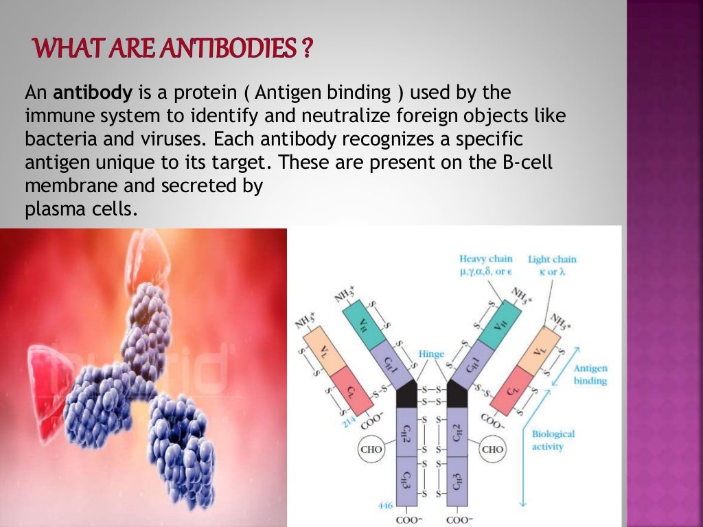 Monoclonal Antibodies & Antibody Engineering