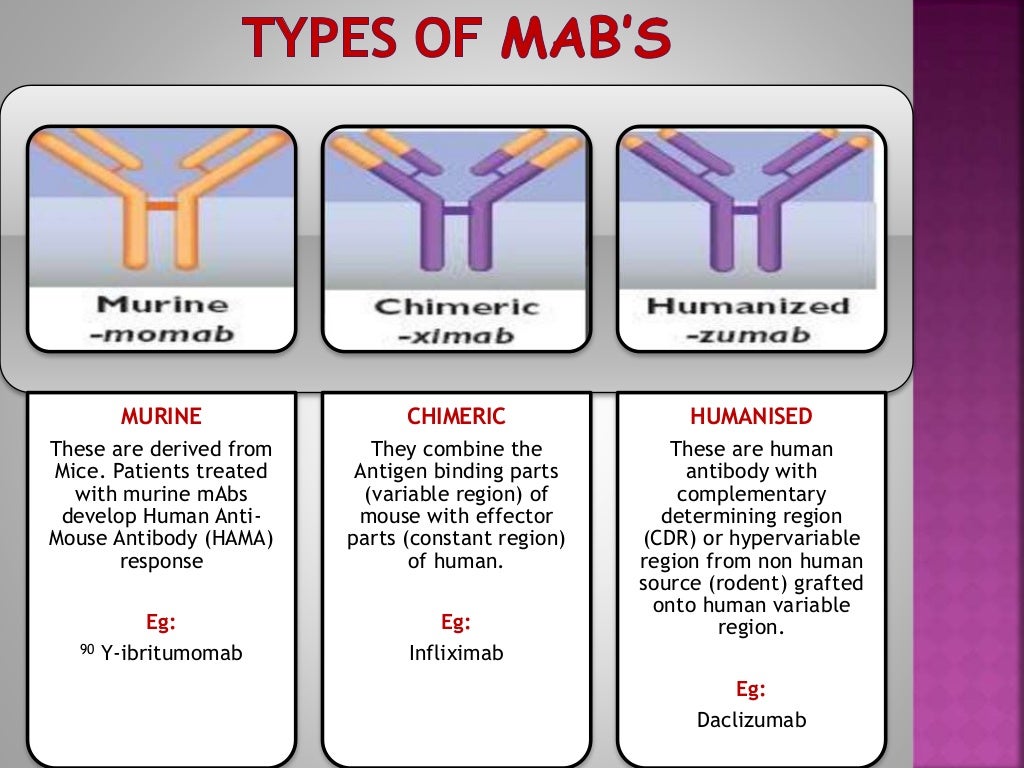 Monoclonal Antibodies & Antibody Engineering