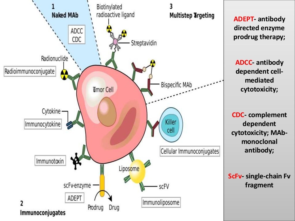 Monoclonal Antibodies & Antibody Engineering