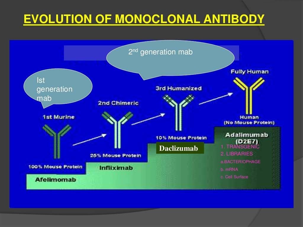 Monoclonal Antibodies & Antibody Engineering