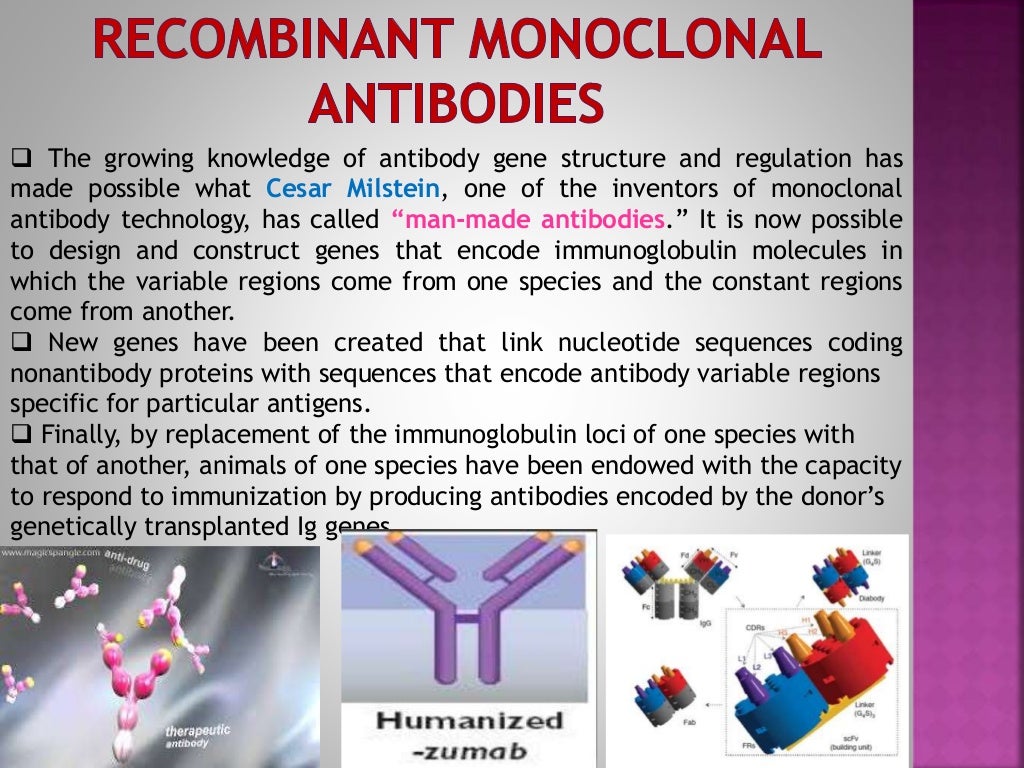 Monoclonal Antibodies & Antibody Engineering