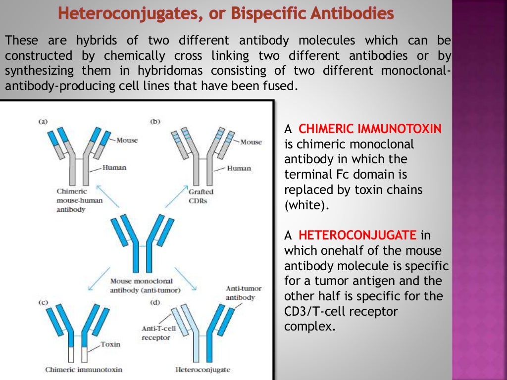 Monoclonal Antibodies & Antibody Engineering
