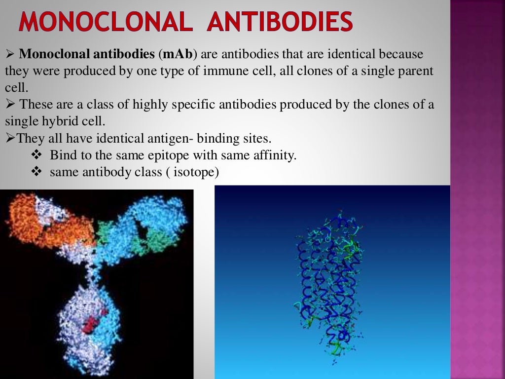 Monoclonal Antibodies & Antibody Engineering