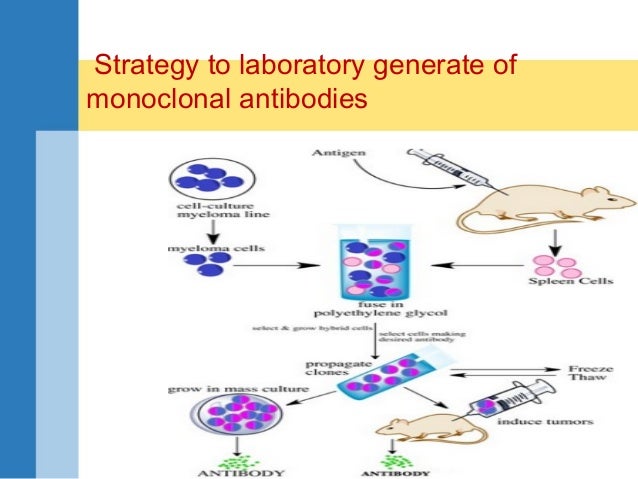 monoclonal antibodies production bioseperartion monoclonal antibody production