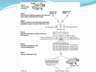 Monoclonal antibodies & hybridoma technology | PPTX