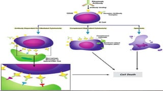 Monoclonal antibodies in cancer therapy | PPTX