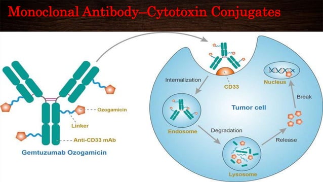 Monoclonal antibodies in cancer therapy | PPTX