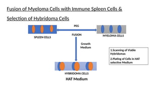Monoclonal Antibodies: Technology, Hybridoma Production, and Clinical ...