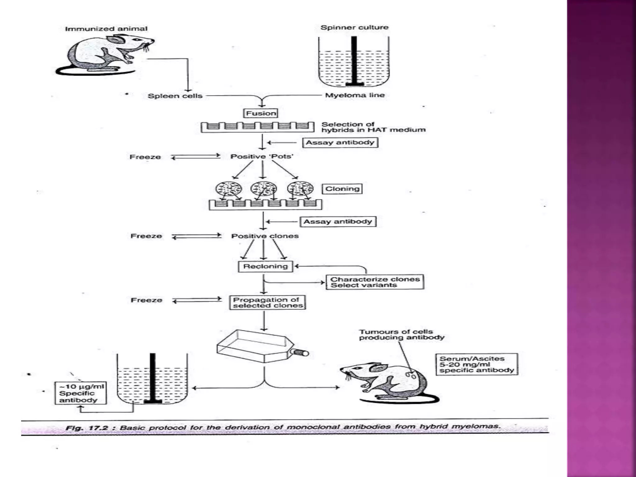 Monoclonal antibodies production | PPTX
