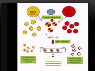 Monoclonal antibodies and their applications | PPTX