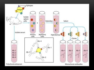 Monoclonal antibodies and their applications | PPTX