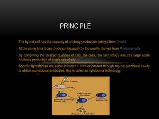 Monoclonal antibodies and their applications | PPTX