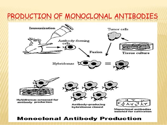 monoclonal antibody production